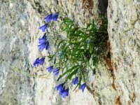 032 - und wieder Blumen aus dem Felsen