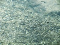 075 - Fischfuetterung im Vorderen Lahngangsee