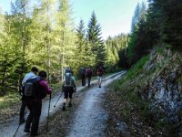 014 - weiter im Schatten auf der Forststrasse