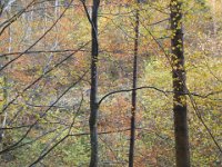 005 - im herbstlichen Wald aufwaerts