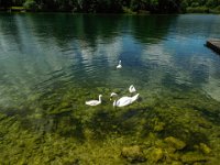 039 - die Schwaene am Traunsee