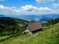 022 - auch die Rinder freut es auf der Alm