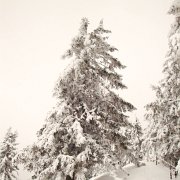 023 Winter : Faschingswanderung, Hochschlag, Hofbauerhütte