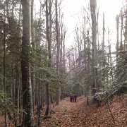 0022 im Laubwald hinunter