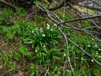 010 beim Aufstieg zum Gipfel, hier bluehen gerade erst die Fruehlingsknotenblumen