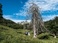 003 Duerrer Baum : Hochstadl