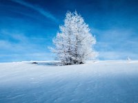 12 Raureif : Winterleitenhütte